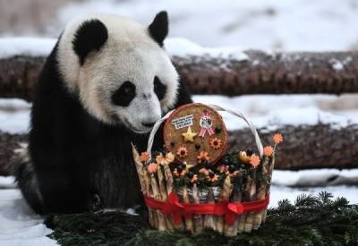 Московский зоопарк запустил сбор подарков для панд в обмен на бесплатный вход - mur.tv