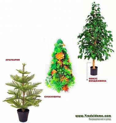 «Новогодние» растения которыми можно заменить елку - sadogorod.club