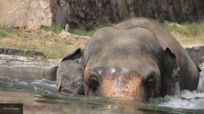 Зоологи научили нейросеть считать слонов в Африке - mur.tv - Голландия - Англия