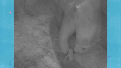 Новогоднее чудо: в ростовском зоопарке впервые за 32 года родился белый медведь - mur.tv - Ростов-На-Дону