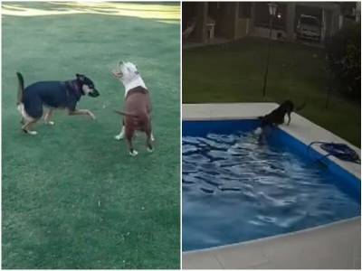 Увидев лучшую подругу в бассейне, собака ринулась ее спасать - mur.tv