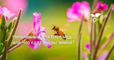 Неполезный для пчёл мёд, или Что едят пчёлы зимой? - sadogorod.club