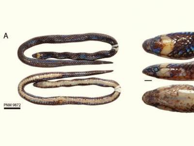 Филиппинская роющая змея питается земляными червями - mur.tv - Сша