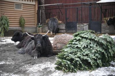 Опубликован список желаний животных Московского зоопарка - mur.tv