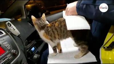 Умилительная история: в патрульный полицейский автомобиль забралась кошка - mur.tv - Польша