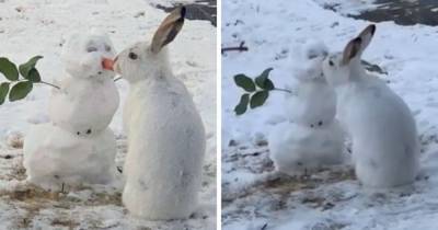 Сеть покорило видео с кроликом, который целует снеговика. Но история их любви оказалась весьма прозаичной - mur.tv - Канада