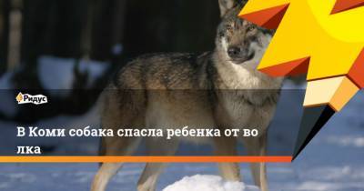 ВКоми собака спасла ребенка отволка - mur.tv - республика Коми - район Княжпогостский