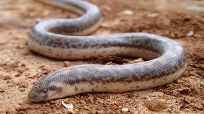 Новый вид миниатюрных змей нашли на Филиппинах - mur.tv - Филиппины