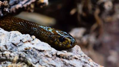 Новый вид роющих змей открыт на Филиппинах - mur.tv - Филиппины