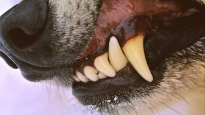 Видео: Маленький терьер ценой жизни спас десятилетнего хозяина от волка в Коми - mur.tv - республика Коми