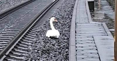 Оплакивавший спутника лебедь задержал 20 поездов в Германии - mur.tv - Германия