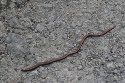 На Филиппинах ученые обнаружили новый вид роющих змей - mur.tv - Филиппины