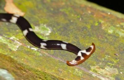 Как самые большие черви могут навредить природе? (4 фото) - chert-poberi.ru - Сша