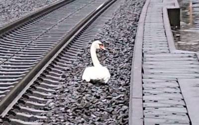 В Германии “скорбящий” лебедь почти на час задержал 23 поезда - mur.tv - Германия