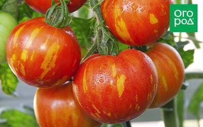 Полосатые томаты – лучшие сорта с фото и описанием - sadogorod.club