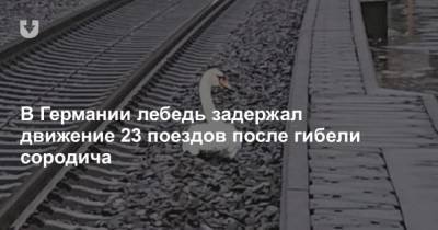 В Германии лебедь задержал движение 23 поездов после гибели сородича - mur.tv - Германия