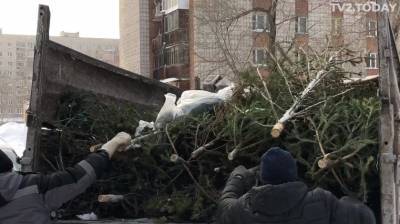 Томичам предлагают сдать новогодние елки на корм коровам - mur.tv