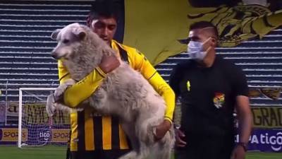 Футболист Рауль Кастро приютил чуть не сорвавшего матч бездомного щенка - mur.tv - Боливия