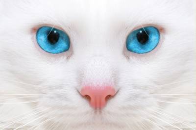 Белые кошки с голубыми глазами - mur.tv - Турция