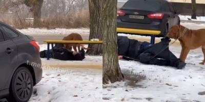 В Харькове пьяный мужчина уснул, выгуливая собаку. Та потащила его домой за штанину видео - mur.tv - Харьков