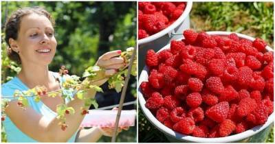 6 нехитрых правил, как сделать малинник плодоносящим и собирать ягоды ведрами - lifehelper.one