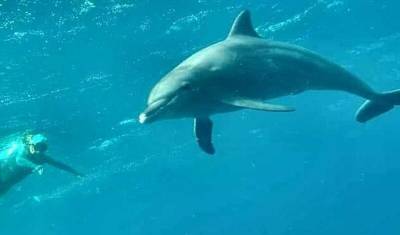 Смертельная болезнь дельфинов вызвана изменениями климата - mur.tv - штат Луизиана
