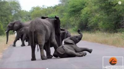 Намибия распродаст диких слонов на аукционе из-за засухи в стране - mur.tv