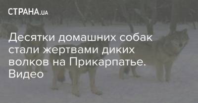 Десятки домашних собак стали жертвами диких волков на Прикарпатье. Видео - mur.tv