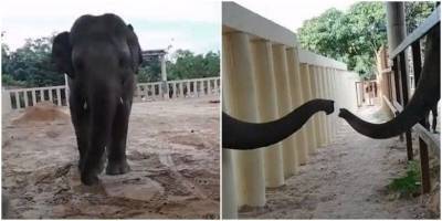 Самый одинокий слон в мире встретил сородича впервые за много лет - mur.tv
