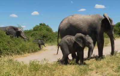 Власти Намибии продают десятки слонов с аукциона - mur.tv