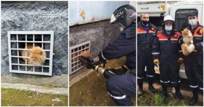 Спасатели освободили котика, застрявшего между железными прутьями решетки (1 фото + 1 видео) - chert-poberi.ru