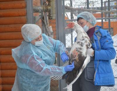 Птицы сахалинского зоопарка прошли диспансеризацию - mur.tv