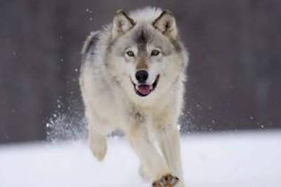 На Прикарпатье в одном из сел волки начали нападать на домашних собак - mur.tv