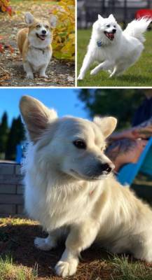 20 собак-метисов, которые взяли лучшее от своих породистых мам и пап - milayaya.ru