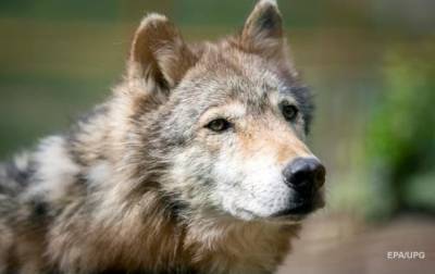 Прикарпатье терроризируют голодные волки - mur.tv