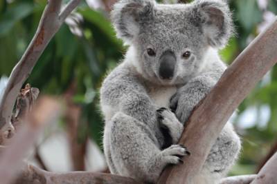В Австралии коала пробралась к людям и залезла на новогоднюю ель: видео милого животного - mur.tv