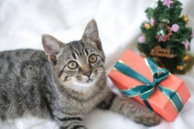 Выбираем самый лучший новогодний подарок для вашей кошки - mur.tv