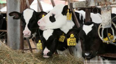Неизвестный вирус убил более 70 коров в Прикамье - mur.tv