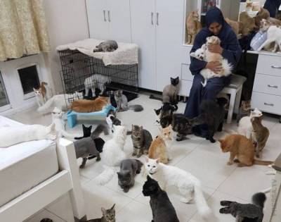 Женщина держит в доме 480 кошек и 12 собак - mur.tv