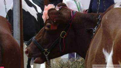 Неизвестная болезнь погубила 70 коров в Пермском крае - mur.tv