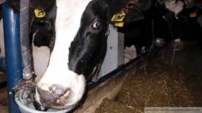 Смертельный вирус погубил 78 коров в Пермском крае - mur.tv