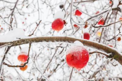 Топ-9 самых вкусных яблок зимних сортов с фото - sadogorod.club