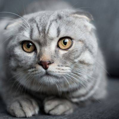 Первый случай заражения домашней кошки Ковид-19 выявлен в Швейцарии - mur.tv