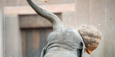 Намибия решила продать 170 живых слонов. Из-за роста популяции их раньше отстреливали - mur.tv