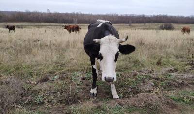 В Пермском крае от неизвестного вируса погибли десятки коров - mur.tv