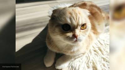 Ветврач прокомментировал заражение COVID-19 домашней кошки в Швейцарии - mur.tv