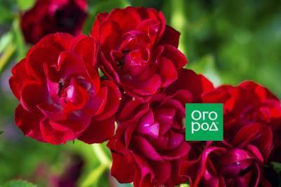 Розы флорибунда – 9 основных правил по выращиванию - sadogorod.club