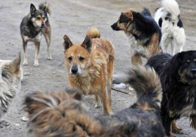 Руфина Шагапова - В Башкирии внезапно могут выпустить на улицы сотни бездомных собак - mur.tv - республика Башкирия
