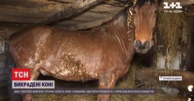 Чтобы роскошно отпраздновать Новый год, ученики на Тернопольщине украли лошадей: подробности - mur.tv