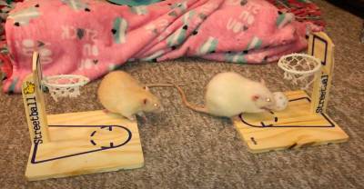 Домашние крысы ловко исполняют трюки, которым их научила хозяйка - mur.tv